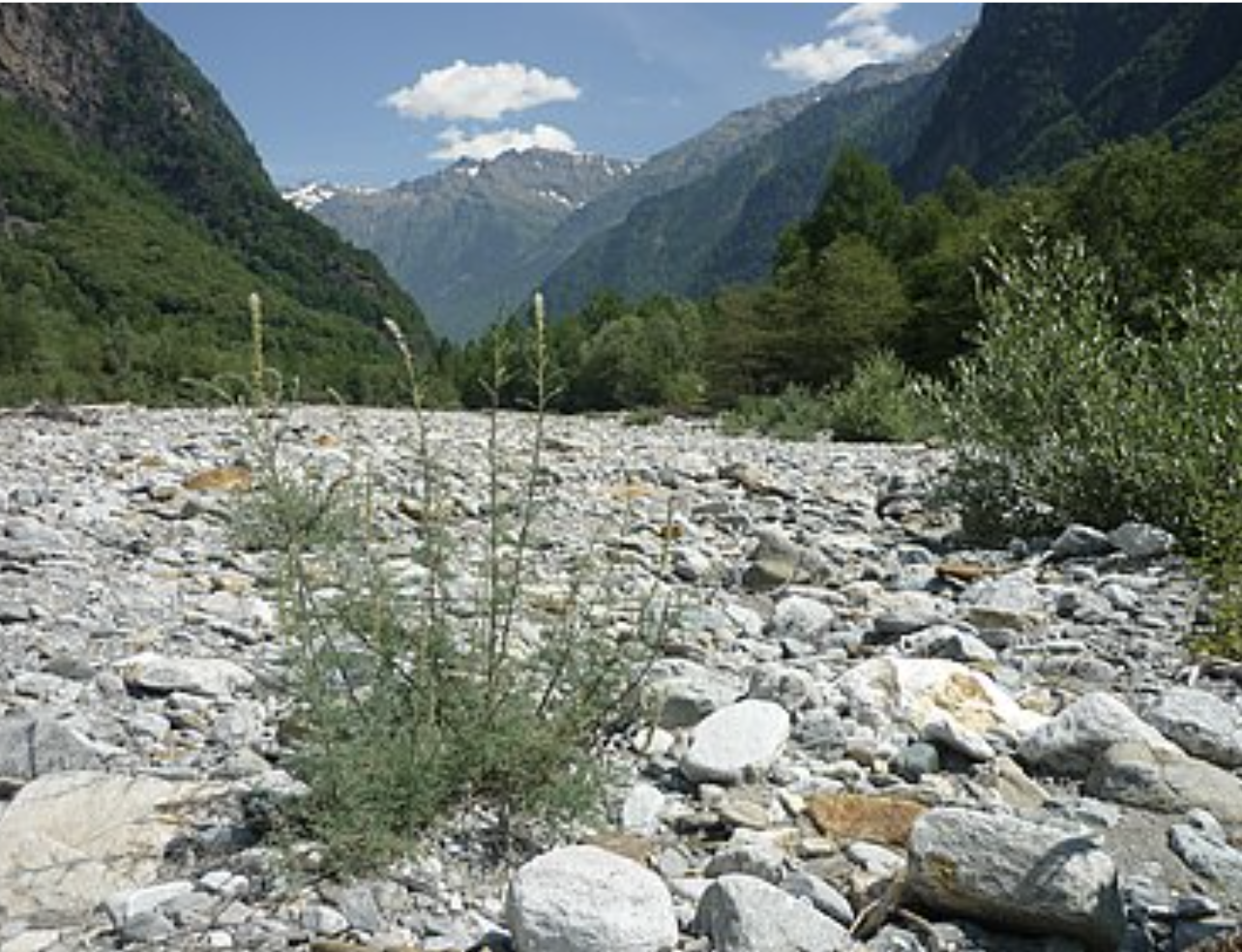 Étude du WSL : les zones alluviales protégées actuelles ne sont pas suffisantes