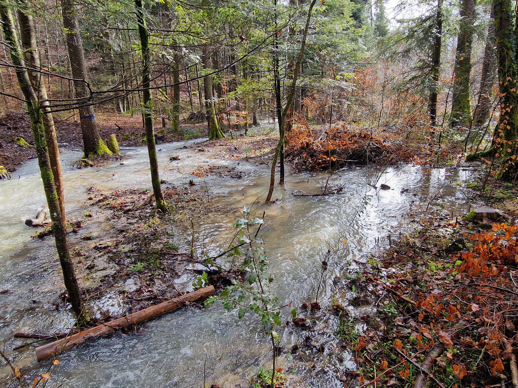 Wasserdurchfluss in einem Abschnitt des Auenwaldperimeters. Jürg Hunziker