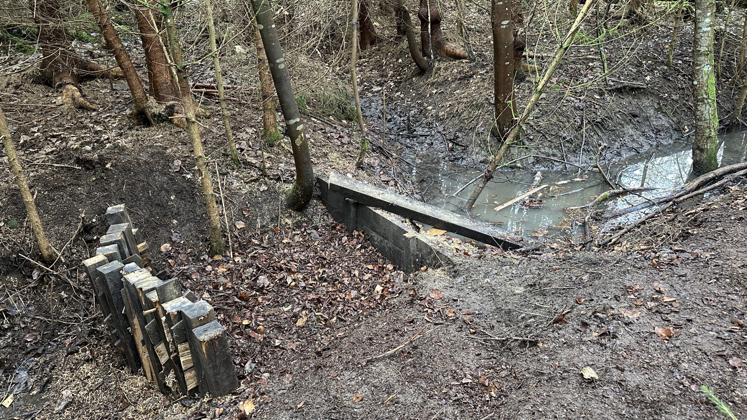 Eingestauter Drainagegraber im Eschenbergwald