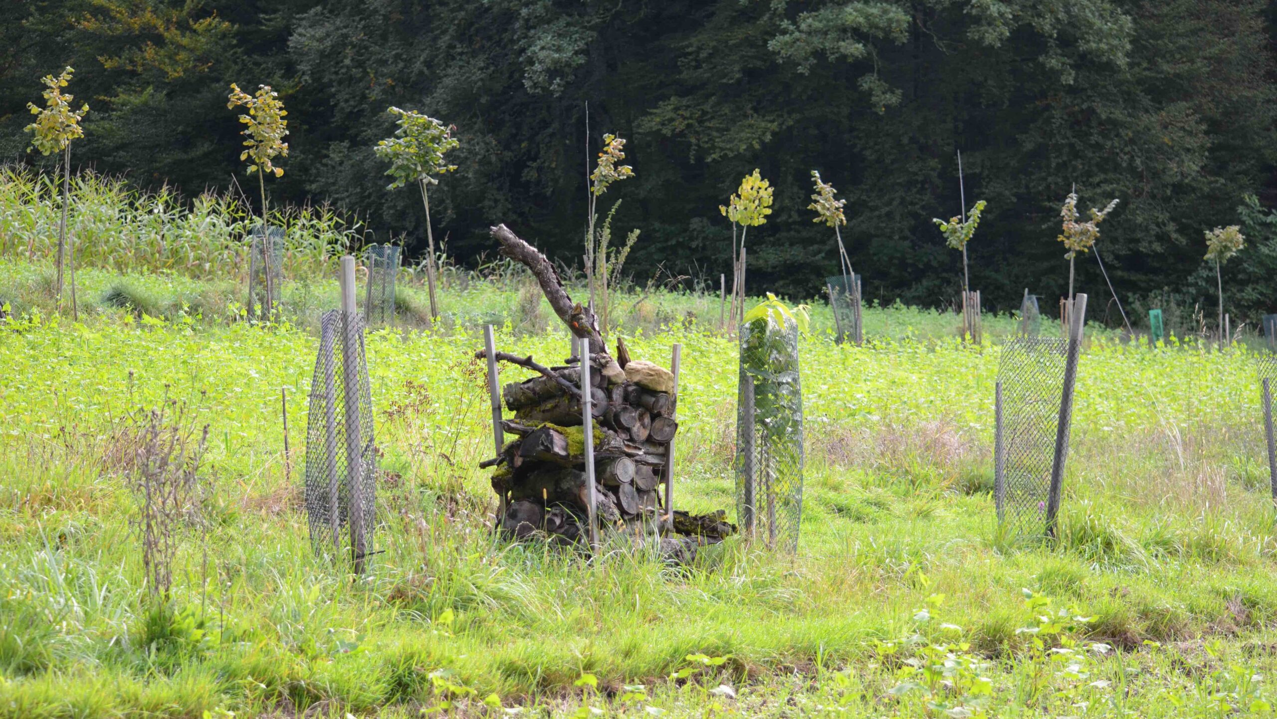 Agroforstsystem