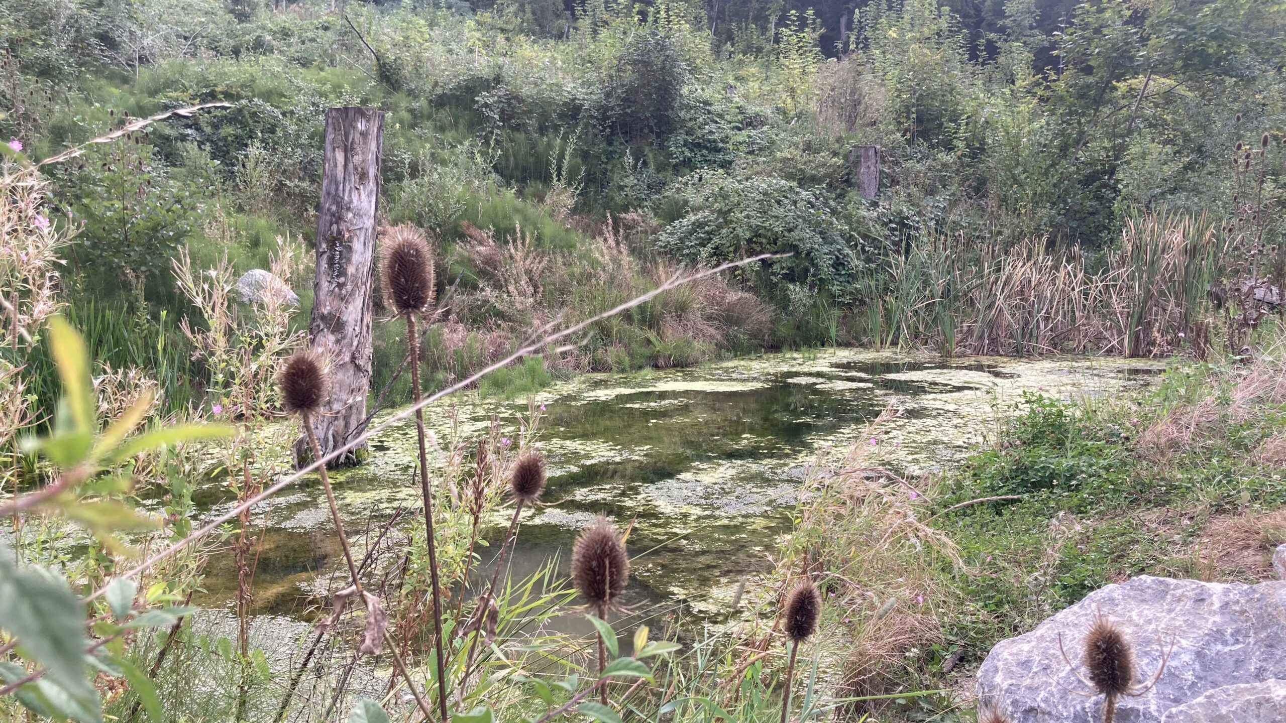 Nouveau projet de l’Agenda 21 pour l’eau : création du Réseau Territoire éponge