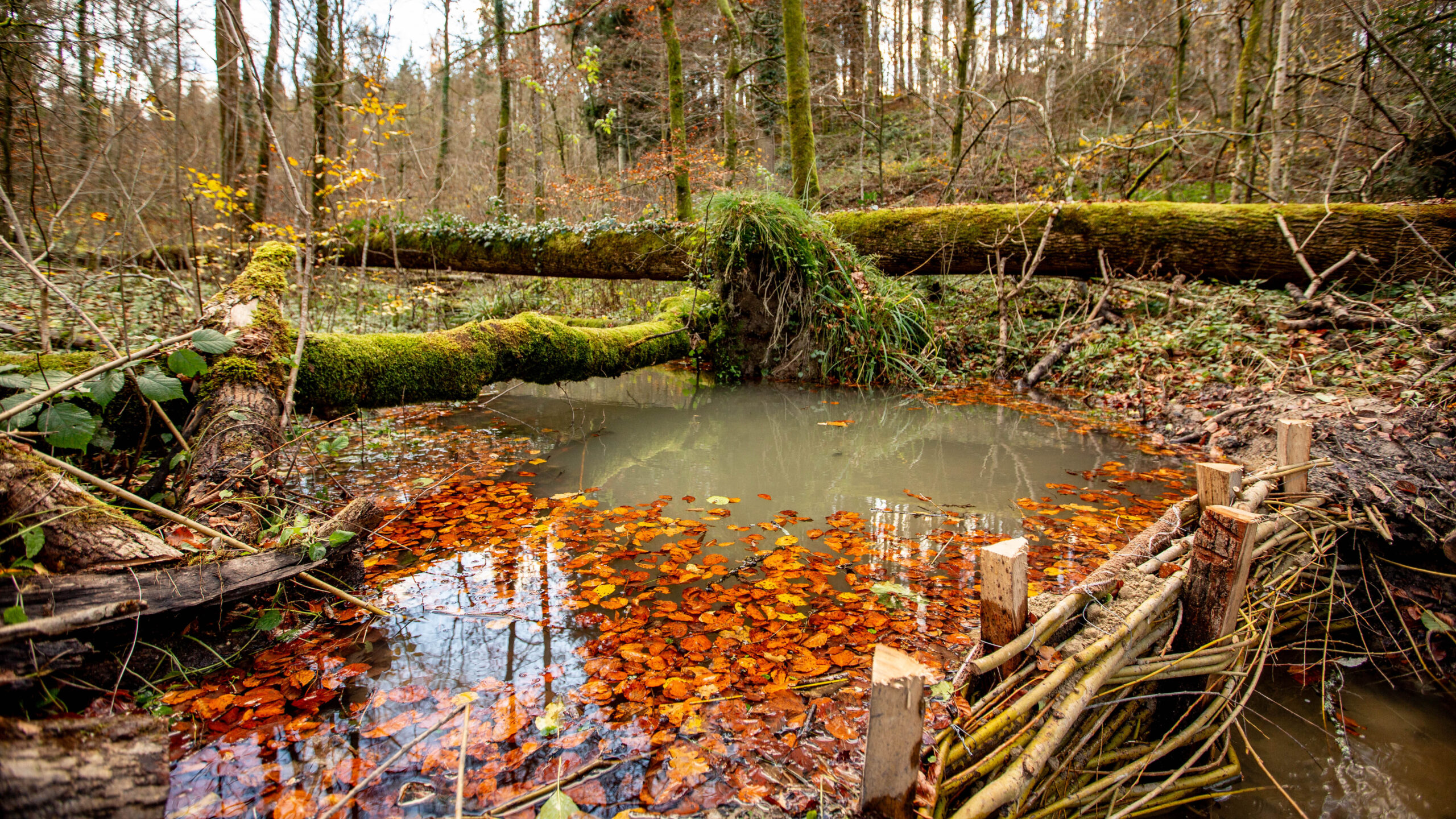 BDA's im Wald @apiasterGmbH